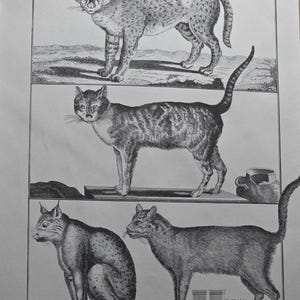Puede incluir: Una impresión vintage en blanco y negro titulada Plate 16. Top to bottom: serval; three breeds of domestic cat. La imagen presenta cuatro ilustraciones detalladas de gatos en varias poses, incluyendo un serval de pie y tres gatos domésticos.