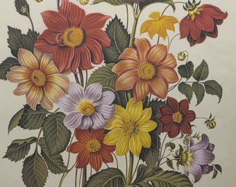 Bukiet vintage Dalie Clare Maria Pope 1979 ilustracja do ulotki książki