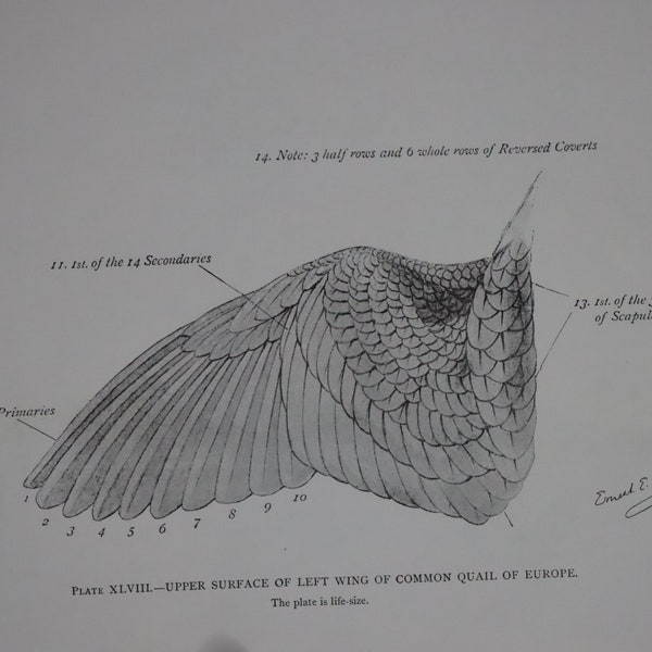 Upper surface of left wing of common quail of Europe bird anatomy Ernest E. Thompson art print wall decor birthday gift ideas