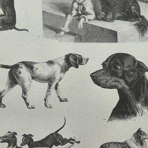 May include: A black and white vintage-style print featuring various dog breeds in different poses. The illustration includes a poodle, a pointer, a small dark dog, and other canine figures, each labeled with small reference numbers like 157 and 159.