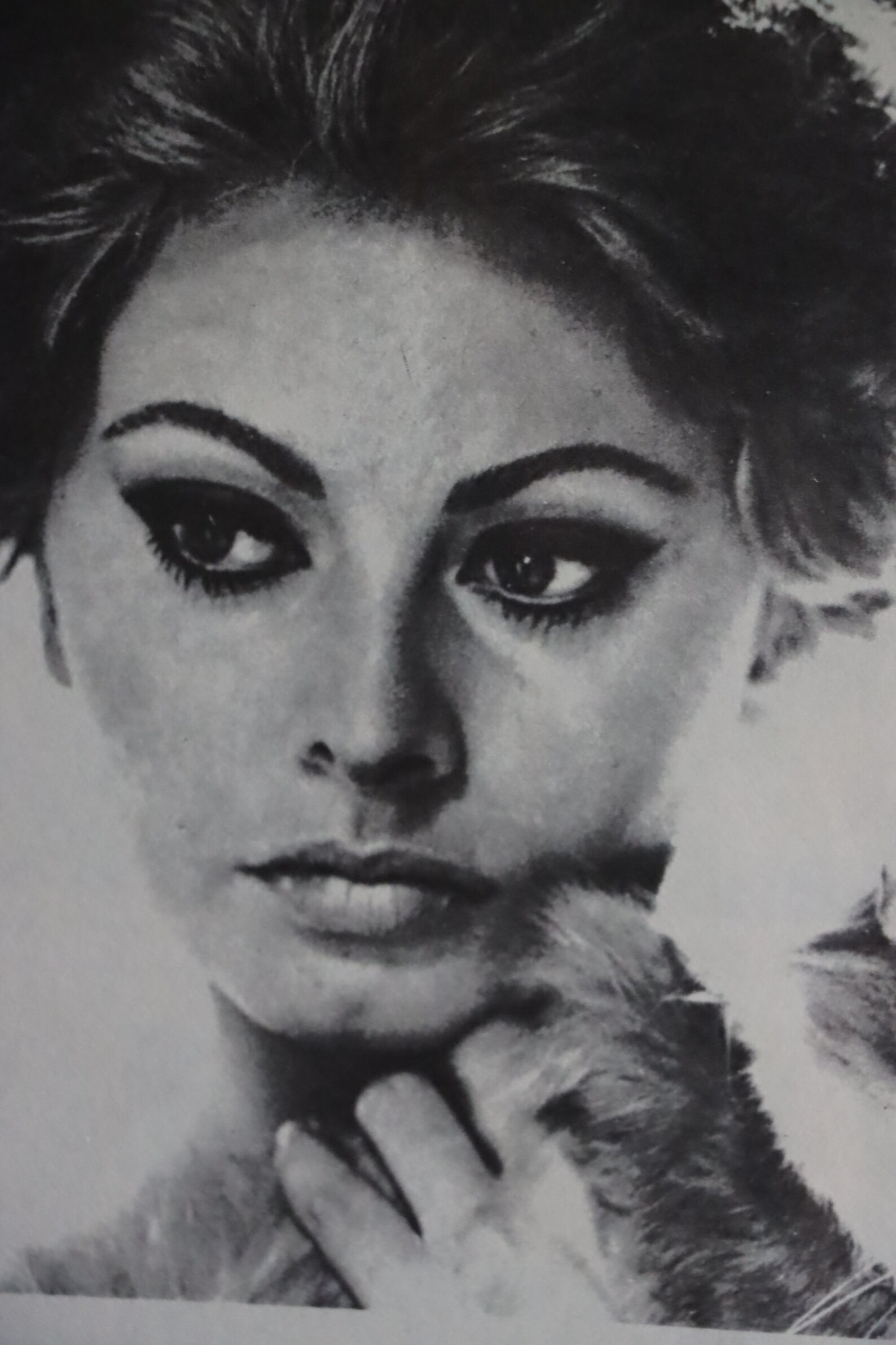 sophia-loren-italian-actress-film-movie-star-gorgeous-model-print-black
