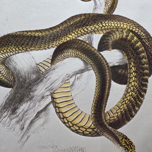 May include: A detailed illustration of a snake with dark brown and yellow scales coiled around a textured tree branch. The snake features a distinct pattern of dark markings on its head and a pale yellow underbelly, with a small scale diagram below.