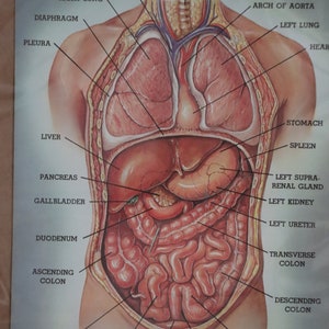 Anatomy Health Organ Systems Tissue Doctor Unit Study Homeschool ...