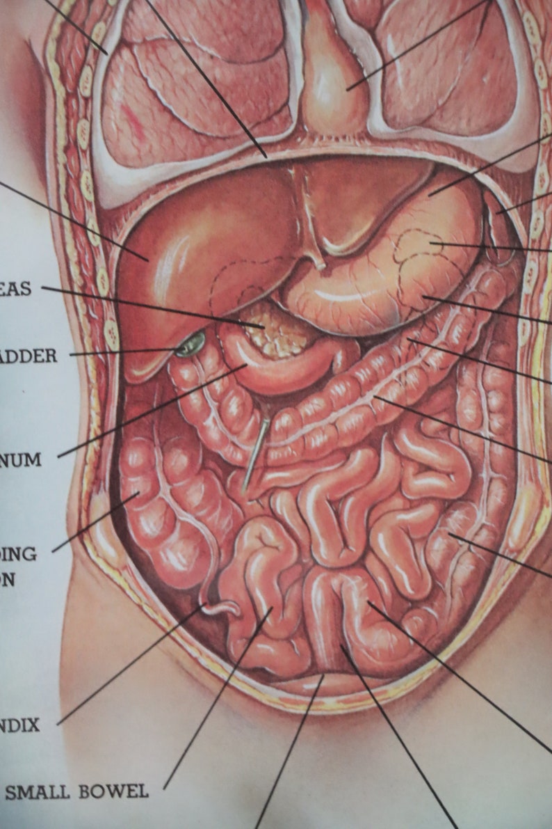 Anatomy Health Organ Systems Tissue Doctor Unit Study - Etsy
