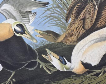 Illustrazione per opuscolo del libro "Common Eider" di Audubon, "Birds of America", del 1908, per amanti degli uccelli.