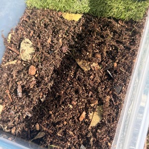 Può includere: Un contenitore di plastica trasparente riempito di terra marrone scuro, piccoli pezzi di legno e foglie secche. Una sezione di muschio verde è visibile nella parte superiore. Il contenitore viene probabilmente utilizzato per giardinaggio o terrari.