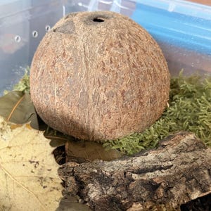 Kokosnusshälften für Isopods, Springschwänze, Pet Safe für Terrarien und Eidechsen-Set-Ups, perfekt für deine bioaktive Crew!
