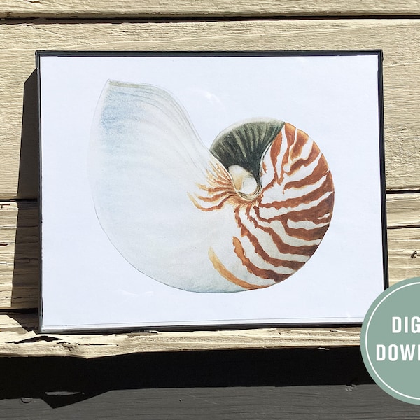 Watercolor Nautilus Shell, Instant Download Print, Realistic Nautilus, Marine Life, Watercolor Shell Decor, Sea Life Wall Art, Sea Shell,