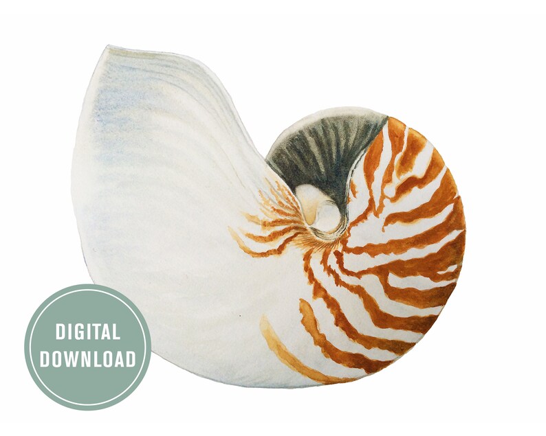 Watercolor Nautilus Shell, Instant Download Print, Realistic Nautilus ...