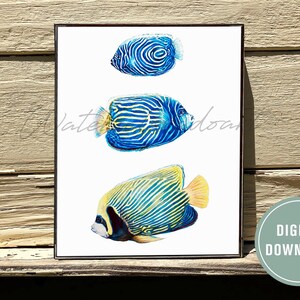 Emperor Angelfish,Watercolor Saltwater Angelfish,Changing Emperor Angelfish,Emperor Angelfish Art Print,Reef Aquarium Art,Tropical Reef