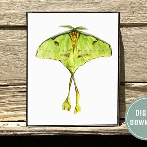 Watercolor Luna Moth Print,Green Butterfly,Luna Moth Painting,Realistic Butterfly Art,Yellow Butterfly,Green Luna Moth,Luna Moth Artwork