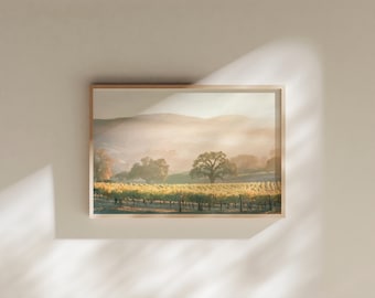 Vineyard Oak Trees Fine Art Print | California Wine Country
