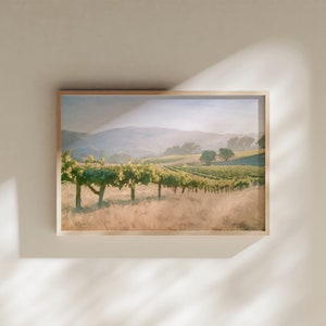 Vineyard Oak Trees Fine Art Print: California Landscape