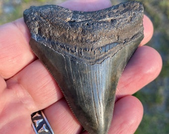 REAL Megalodon Tooth 2.65” Authentic Fossil Shark Teeth