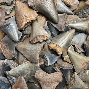 Lot of 3 Fossil Great White Shark Teeth. Prehistoric Tooth - Etsy