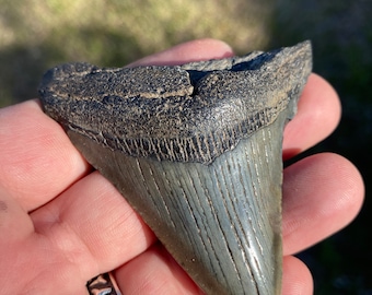 REAL Megalodon Tooth 2.96” Authentic Fossil Shark Teeth