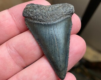 Great White Shark Tooth 2.0” Authentic Fossil Shark Teeth