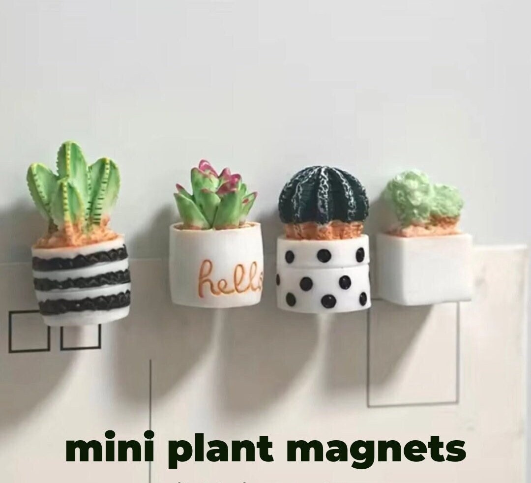 Mini Succulent Mini Fridge Plant Mini