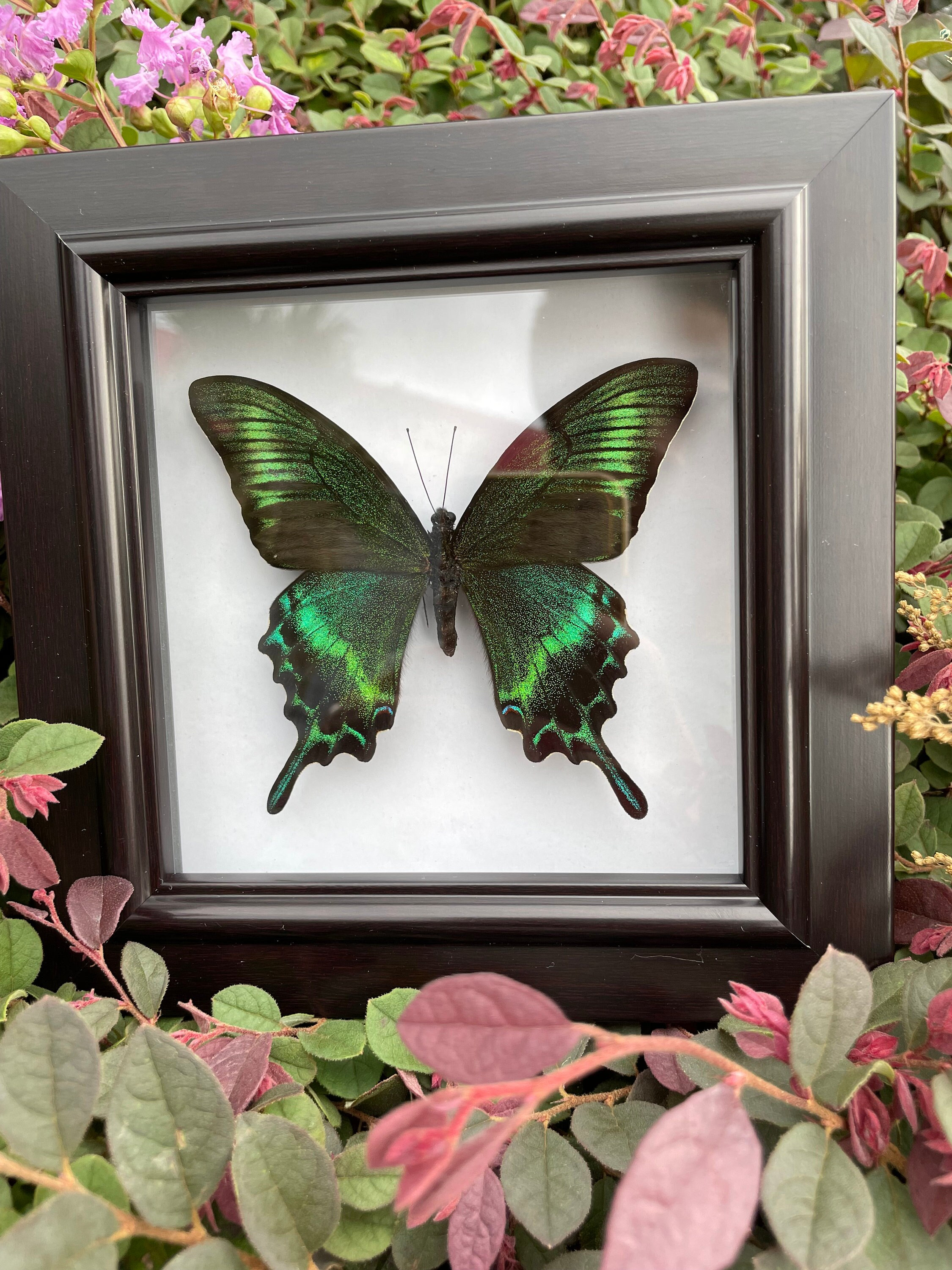 DIY Faux Victorian Inspired Butterfly Taxidermy crafted from paper