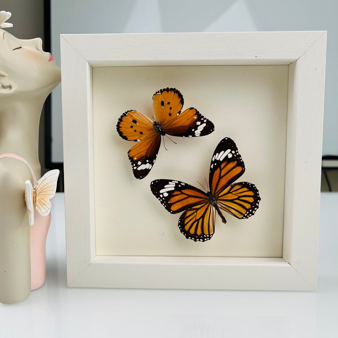 Real Butterfly, Spread Butterfly Danaus Genutia Butterflies, Nature