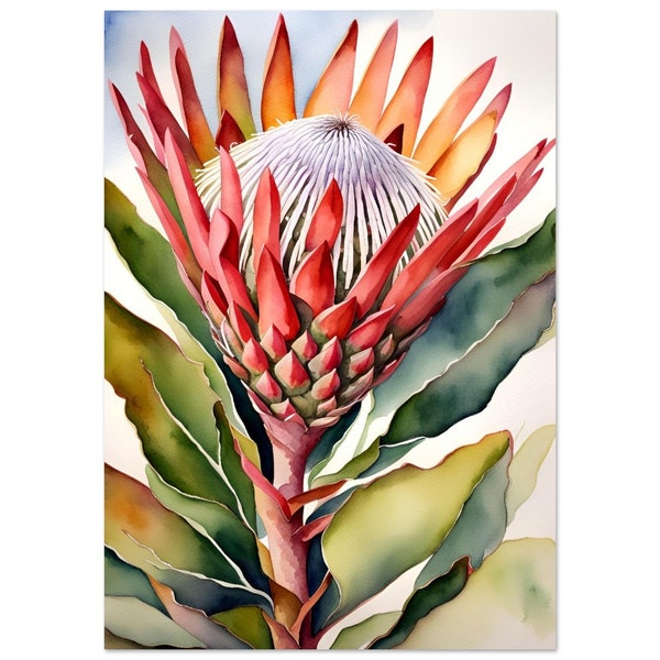 A watercolour style painting of a large South African   | Protea | Professionally Printed Poster | Maximalist Art | Premium Matte Paper