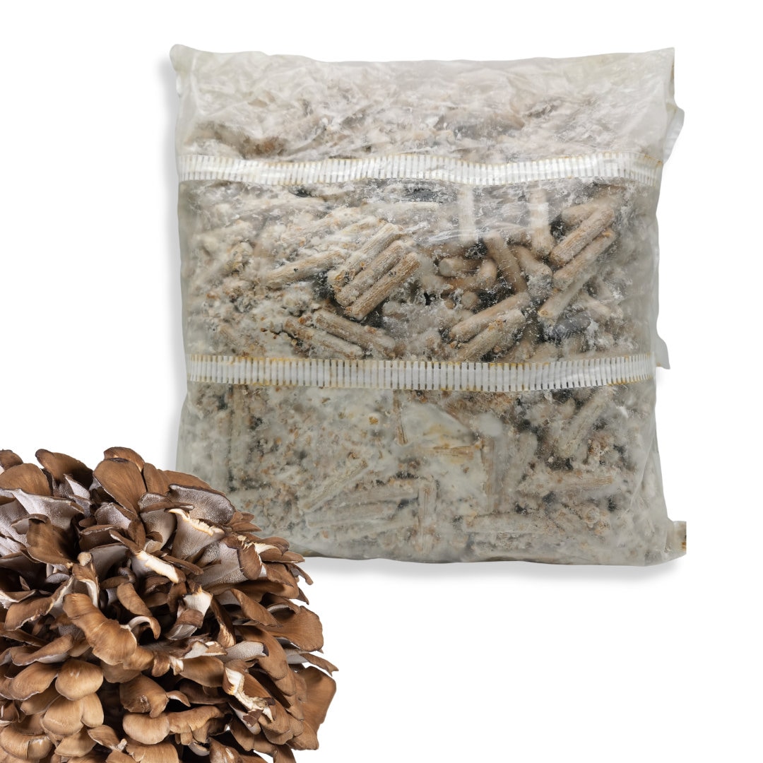 Hen of the Woods maitake, Grow Your Own Mushrooms Outdoors on Logs X50