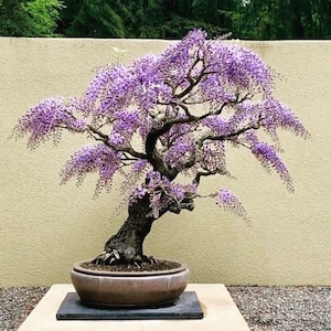 Purple Rain Wisteria Bonsai seeds, the Living Room Bonsai, best gift for him her mom dad teacher, home decor DIY gardening organic easy care