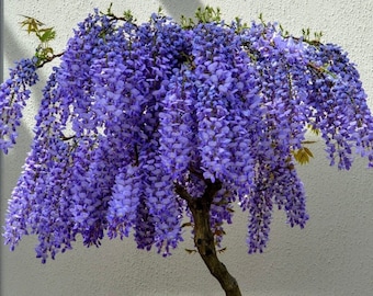 Purpur-blauer Regen Glyzinien-Bonsai-Baum-Samen, blhende Pflanzen, die  mehrjhrig im Garten arbeiten, einfach zu wachsen - Etsy sterreich