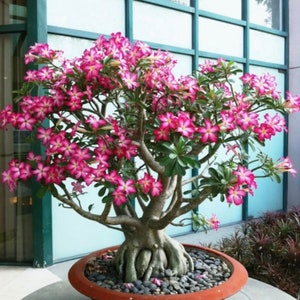 Pink Desert Rose bonsai tree seeds, gift for him her mom dad teacher, home decor gardening DIY, birthday flowering house plants perennial