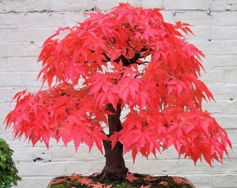 Graines de bonsaï rouge, bonsaï du salon, cultivez un mini arbre rouge, couleurs incroyables, amusantes et faciles à cultiver, les enfants adorent, expédition rapide