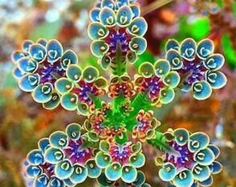 100 Mother of Millions Seeds: Succulent House Plant, Easy Care with Simple Instructions