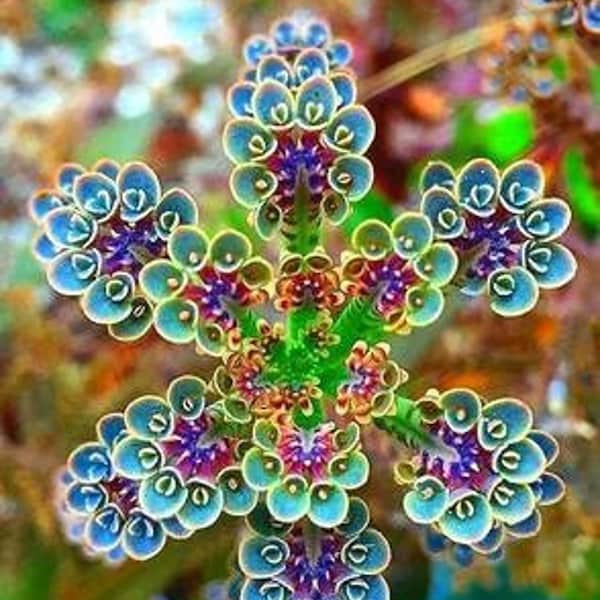 Mutter von Millionen Samen: Tropische Sukkulenten Zimmerpflanze (100+ Samen) Einfach zu züchten