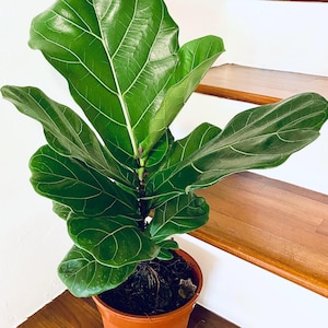 May include: A vibrant green Fiddle Leaf Fig plant in a terracotta pot. The plant has large, glossy leaves with prominent veins. The pot sits on a wooden surface, with a white wall and wooden stairs in the background. A houseplant for home decor.
