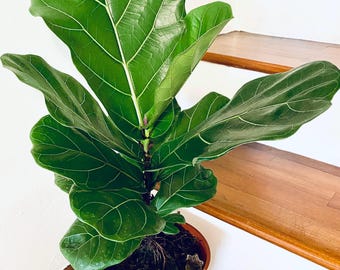 Fiddle Leaf Fig Seeds: Ficus Lyrata - Easy Grow Tropical House Plant