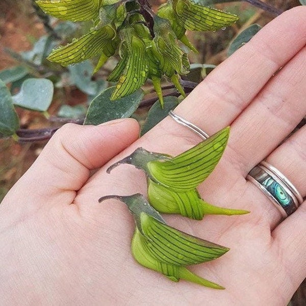 Green Bird Flower seeds, fun and easy to grow, flowers like hummingbirds, organic,  a fantastic gift for any plant lover, fast shipping