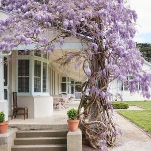Blue Rain Wisteria Sinensis Samen, bestes Geschenk für ihn ihre Mama Papa Lehrer Wohnkultur Bio Gartenarbeit Geburtstag mehrjährige blühende Pflanze