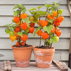 May include: Two potted plants with orange and green fruit. The plants are in terracotta pots and are sitting on a wooden surface.