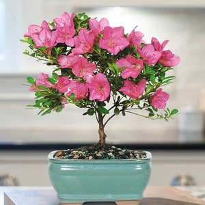 Pink Azalea Bonsai Tree seeds, best gift for him her mom dad teacher, home decor organic gardening DIY birthday flowering house plants