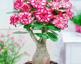 Semi di bonsai di rosa del deserto rosa: Adenium fai da te per il giardinaggio domestico, pianta da interno