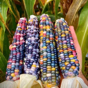 May include: Four cobs of colourful corn with kernels in shades of red, purple, yellow, blue, and orange. The corn is held in a hand, with green leaves in the background. The husks are a creamy white colour.