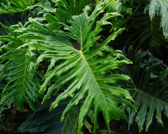 Philodendron Selloum Seeds: Tropical Houseplant, Easy Care XL Leaves