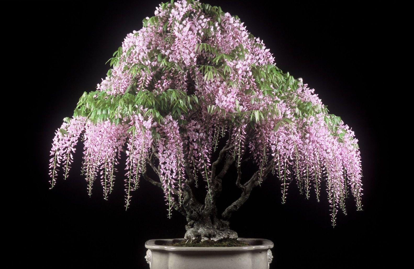 Wisteria Bonsai Tree Live Indoor Plant - Etsy