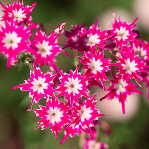 Star Phlox Flower seeds, Twinkle Star best gift for him her mom dad teacher, home decor DIY gardening birthday flowering house plants