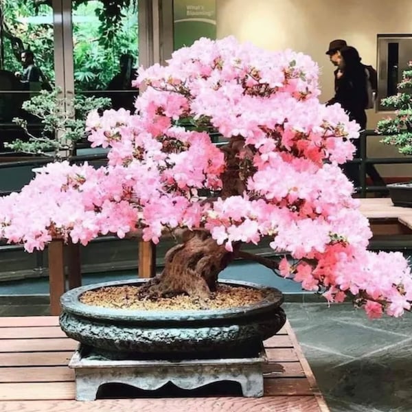 Graines de bonsaï de fleurs de cerisier roses, couleurs étonnantes, amusantes et faciles à cultiver, Sakura japonaise, expédition rapide, biologique, un joli cadeau