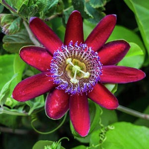 Rote Passionsblume Samen, Geschenk für ihn ihre Mutter Papa Lehrer Wohnkultur, kann in allen Bereichen wachsen, DIY Gartenarbeit Klettern Vining Zimmerpflanzen