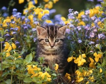 Cat Mint seeds, fun and easy to grow, beautiful flowers, great gift for plant and cat lovers, gardening, fast shipping