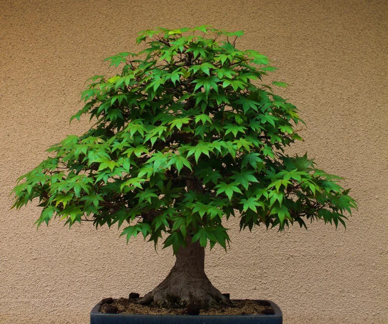 ulivi bonsai Olivastro bonsai - bonsai di ulivo prezzo
