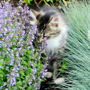 May include: A grey and white cat with green eyes is sniffing purple flowers. The cat is in a garden setting with green grass and other plants.