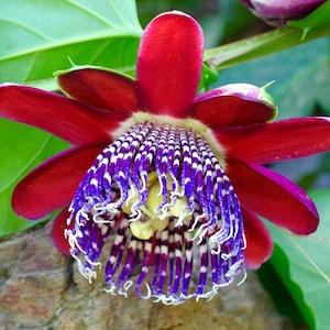Rote Passionsblume Samen, bestes Geschenk für ihn ihre Mama Papa Lehrer Wohnkultur, können in allen Bereichen wachsen, DIY Gartenarbeit Kletterpflanzen