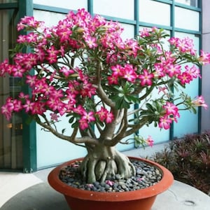 Graines de bonsaï rose rose du désert, cadeau pour lui, son père, sa mère, professeur, plantes à fleurs, bricolage, jardinage, décoration d'intérieur, vivace résistante au gel
